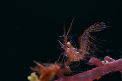 Red hairy shrimp by Julian Hsu 